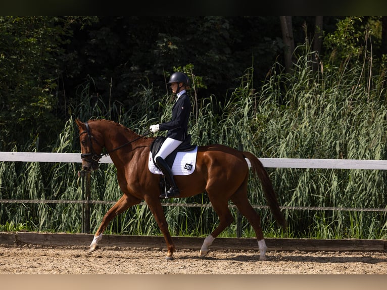 KWPN Ruin 5 Jaar 167 cm Donkere-vos in Woerden