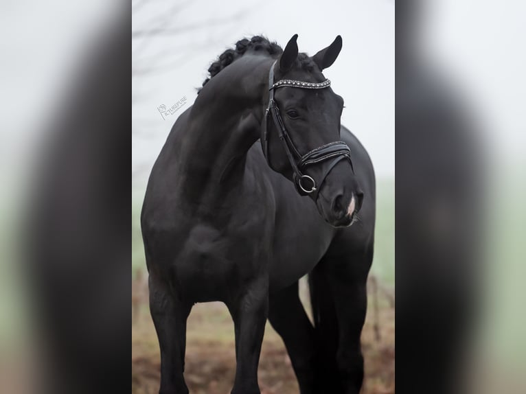 KWPN Ruin 5 Jaar 167 cm Zwart in Peer