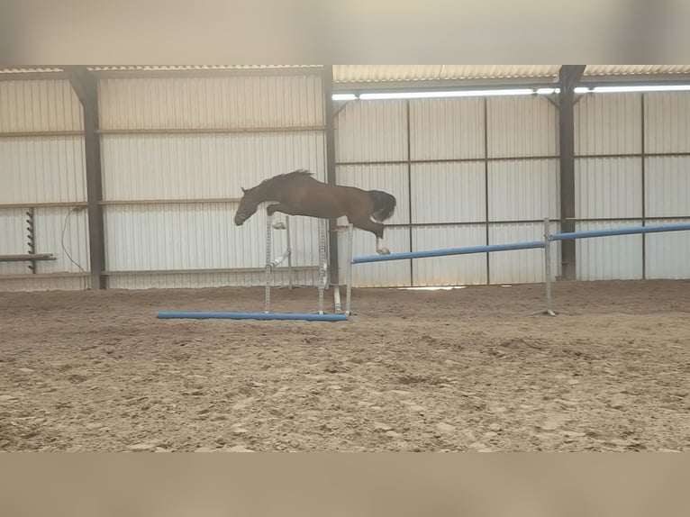 KWPN Ruin 5 Jaar 167 cm Zwartbruin in Diepenveen