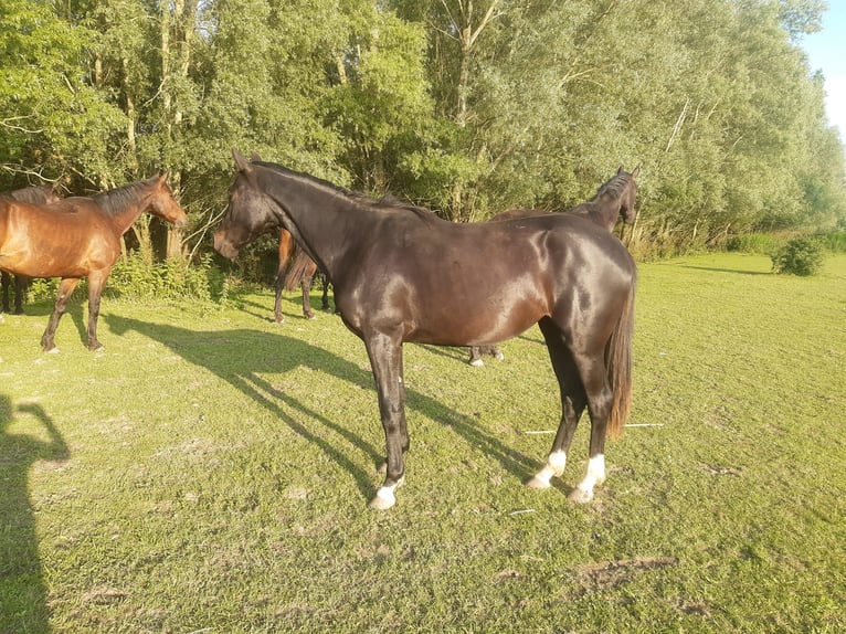 KWPN Ruin 5 Jaar 167 cm Zwartbruin in Diepenveen