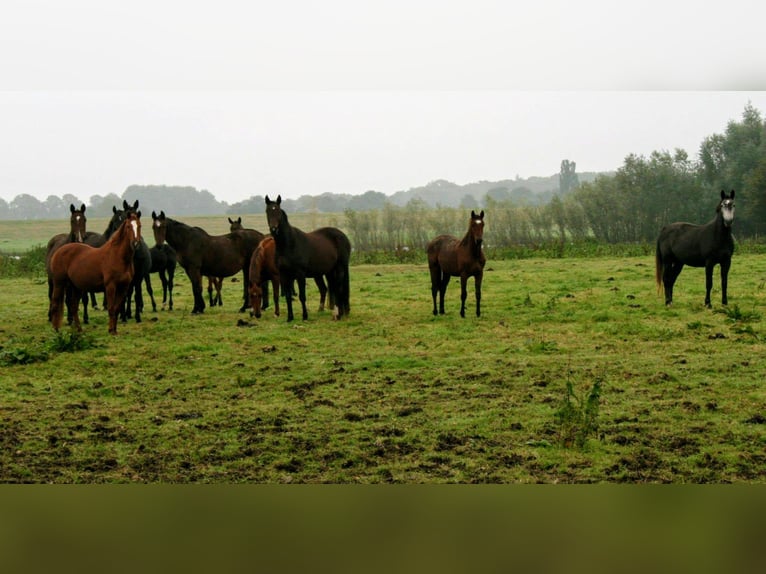 KWPN Ruin 5 Jaar 167 cm Zwartbruin in Diepenveen