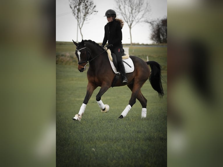 KWPN Ruin 5 Jaar 167 cm Zwartbruin in Nettersheim