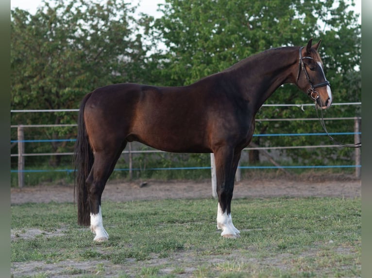 KWPN Ruin 5 Jaar 168 cm Bruin in Szatymaz