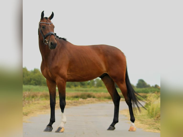 KWPN Ruin 5 Jaar 168 cm Bruin in Broek in Waterland