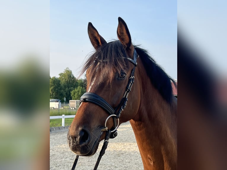 KWPN Ruin 5 Jaar 168 cm Bruin in Metzingen