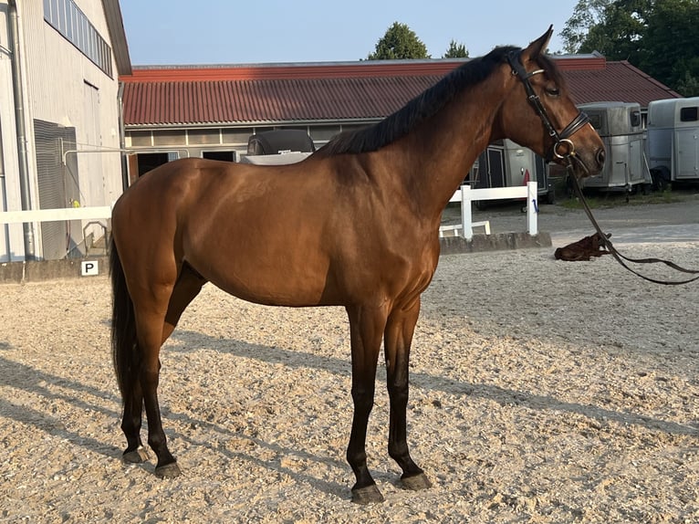 KWPN Ruin 5 Jaar 168 cm Bruin in Metzingen