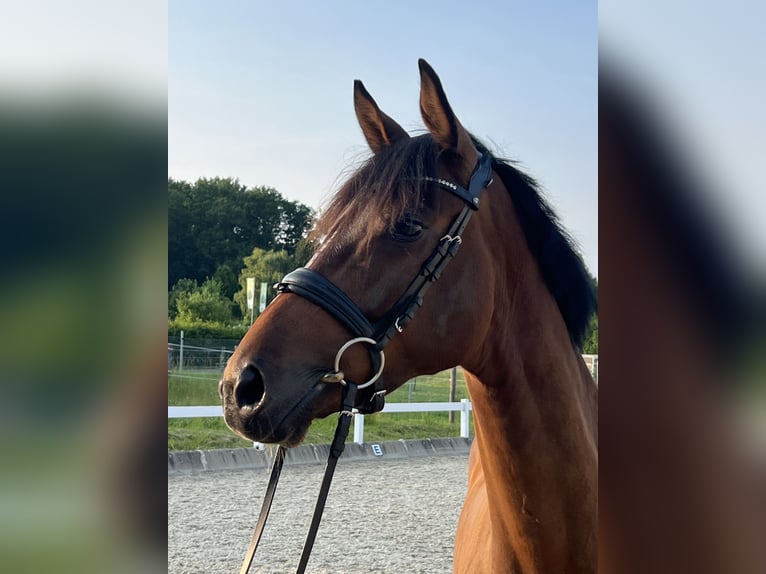 KWPN Ruin 5 Jaar 168 cm Bruin in Metzingen