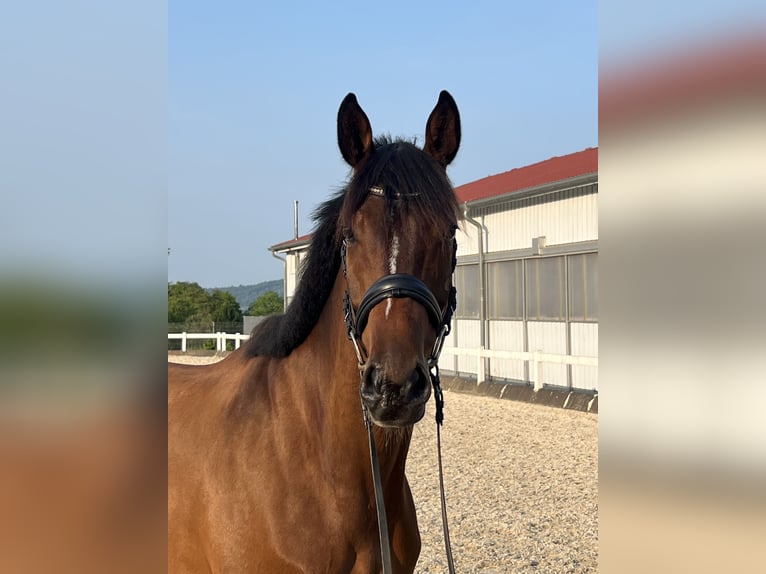 KWPN Ruin 5 Jaar 168 cm Bruin in Metzingen
