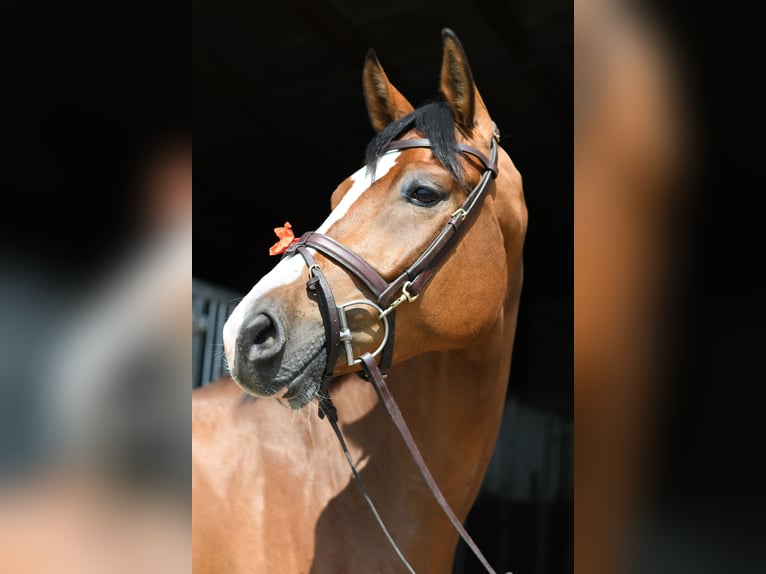 KWPN Ruin 5 Jaar 168 cm Bruin in Geilenkirchen