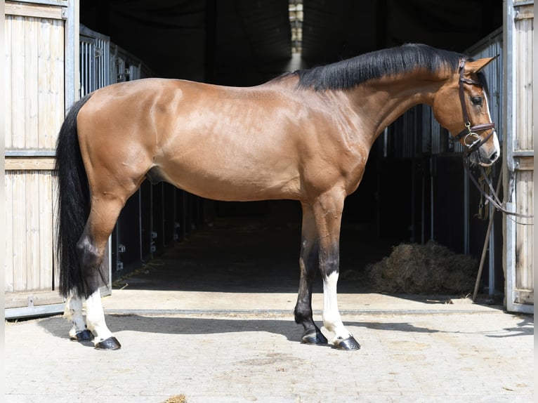 KWPN Ruin 5 Jaar 168 cm Bruin in Geilenkirchen