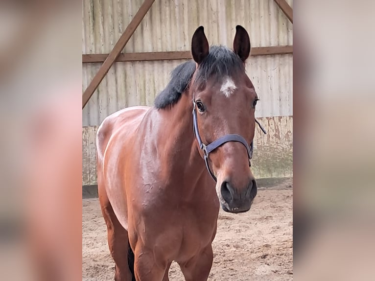KWPN Ruin 5 Jaar 168 cm Bruin in Messel
