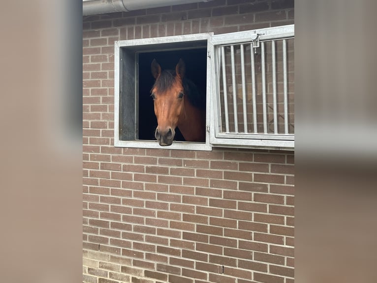 KWPN Ruin 5 Jaar 168 cm Donkerbruin in Veldhoven