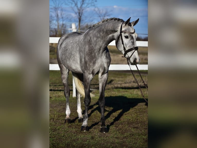 KWPN Ruin 5 Jaar 168 cm Schimmel in Békésszentandrás