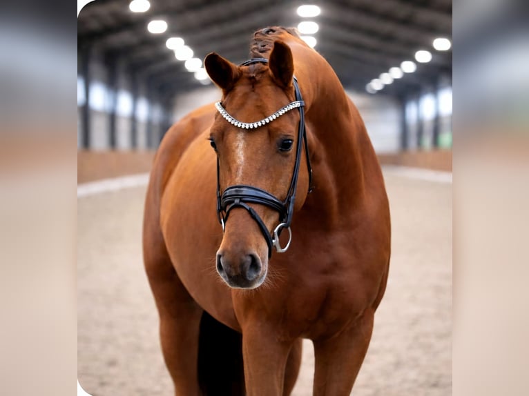 KWPN Ruin 5 Jaar 168 cm Vos in Neuss