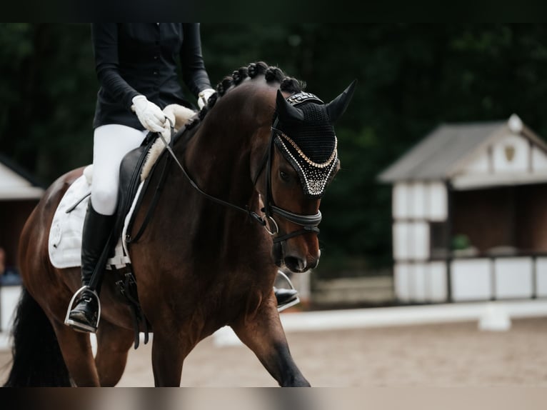KWPN Ruin 5 Jaar 169 cm Bruin in Neu-Isenburg