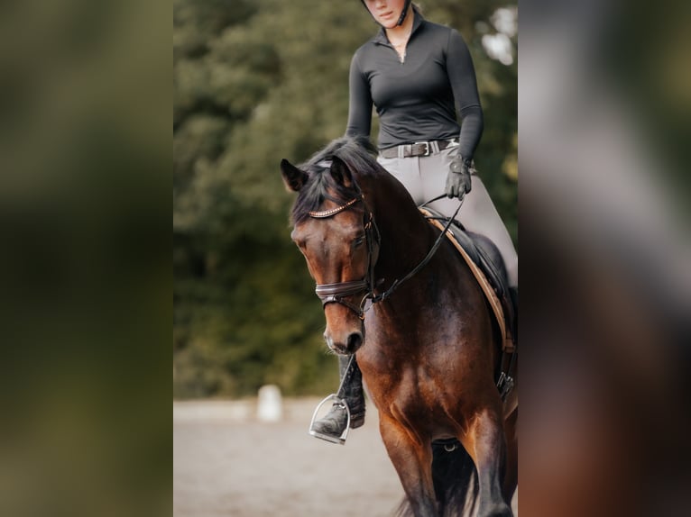 KWPN Ruin 5 Jaar 169 cm Bruin in Neu-Isenburg