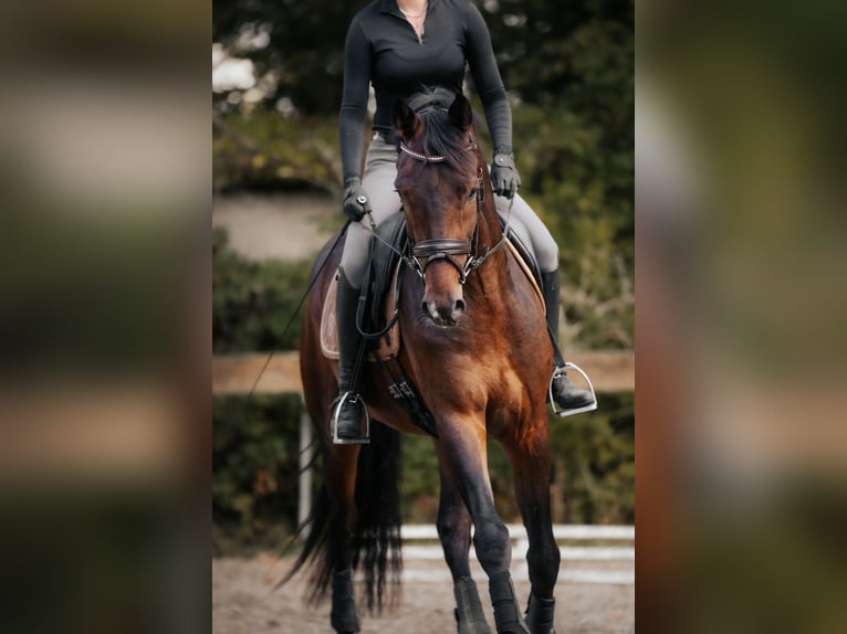 KWPN Ruin 5 Jaar 169 cm Bruin in Neu-Isenburg