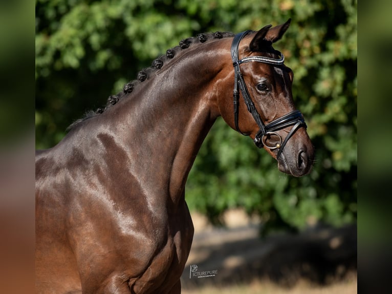 KWPN Ruin 5 Jaar 169 cm Bruin in Peer