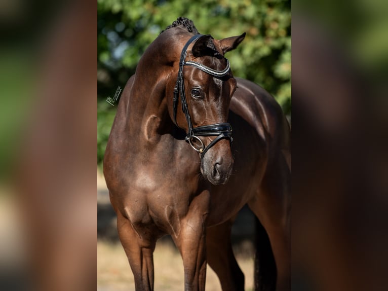 KWPN Ruin 5 Jaar 169 cm Bruin in Peer