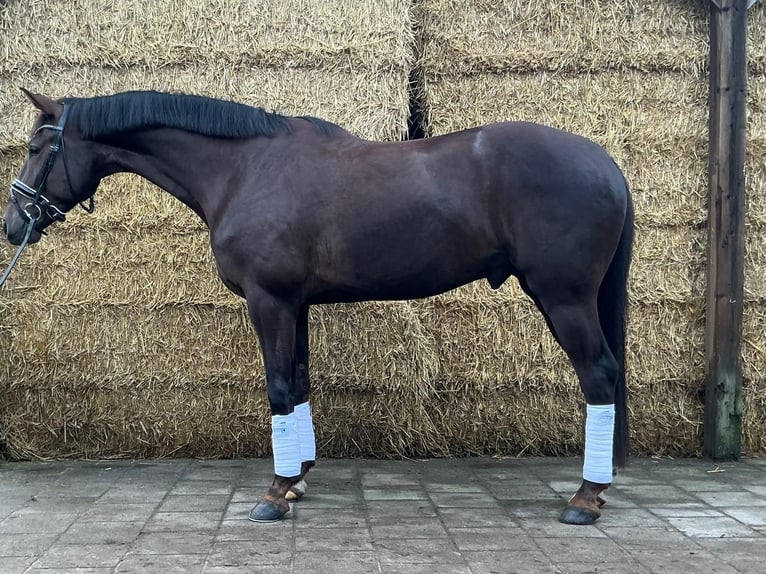KWPN Ruin 5 Jaar 169 cm Donkere-vos in Soest