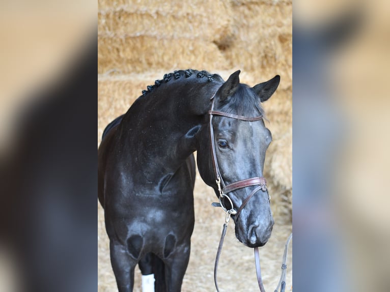 KWPN Ruin 5 Jaar 169 cm Zwart in Geilenkirchen