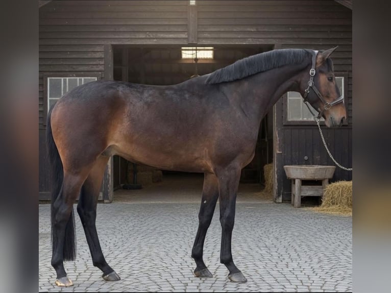 KWPN Ruin 5 Jaar 170 cm Bruin in Burgenland