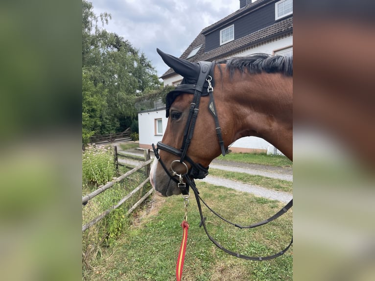 KWPN Ruin 5 Jaar 170 cm Bruin in Gevelsberg