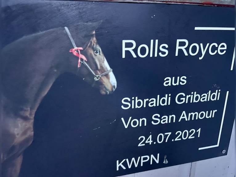 KWPN Ruin 5 Jaar 170 cm Bruin in Gevelsberg
