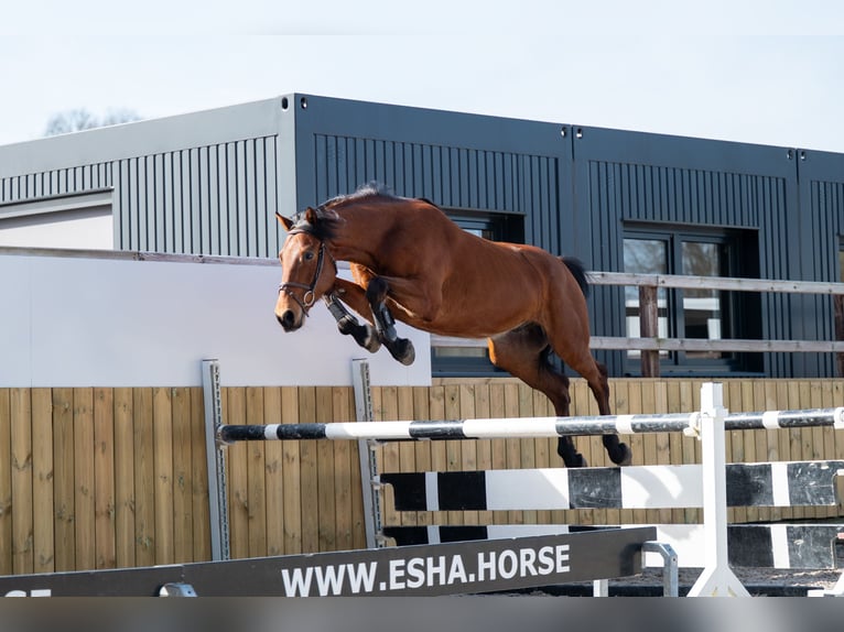 KWPN Ruin 5 Jaar 170 cm Bruin in GROTE-BROGEL