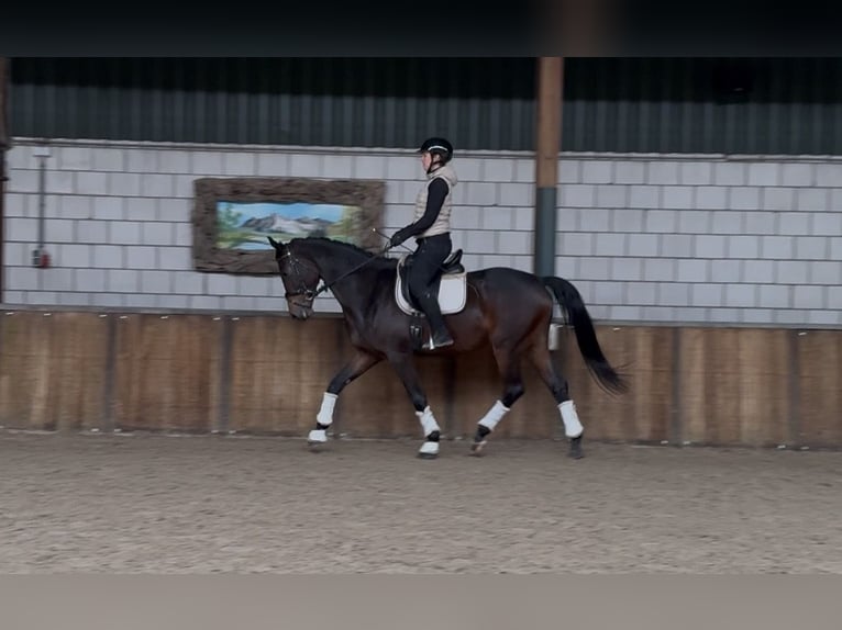 KWPN Ruin 5 Jaar 170 cm Donkerbruin in Oud Gastel