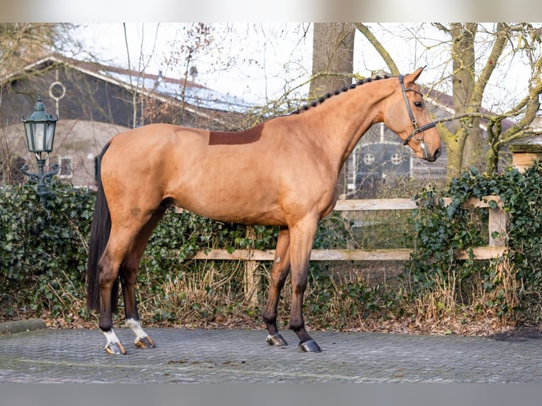 KWPN Ruin 5 Jaar 170 cm  in Heerde