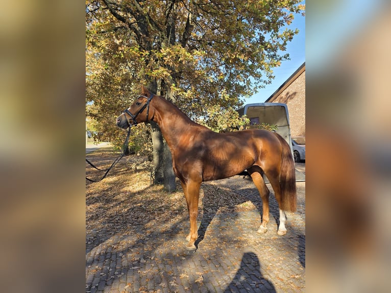 KWPN Ruin 5 Jaar 170 cm Vos in Lommel