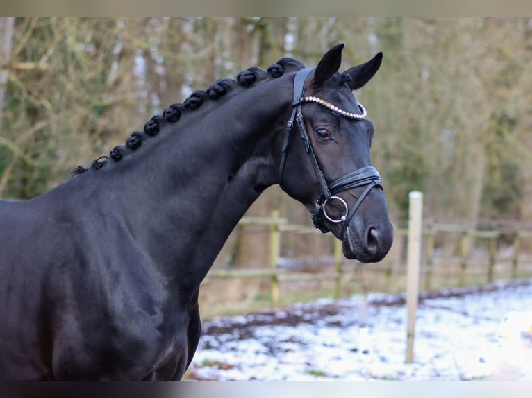 KWPN Ruin 5 Jaar 170 cm Zwart in Lienen