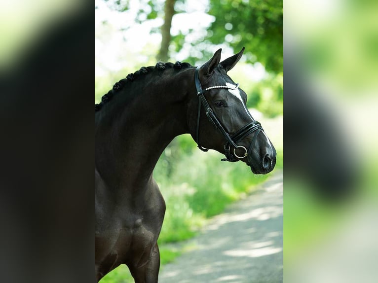 KWPN Ruin 5 Jaar 170 cm Zwart in B&#xE9;k&#xE9;sszentandr&#xE1;s