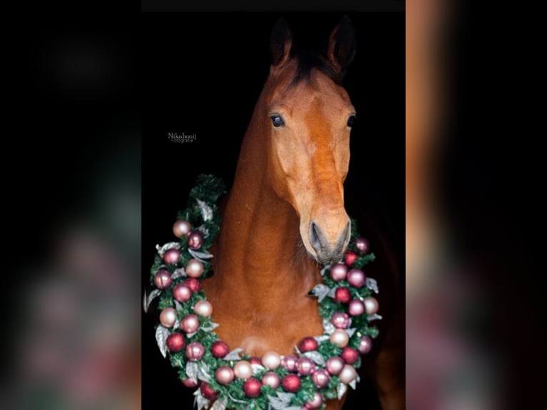 KWPN Ruin 5 Jaar 171 cm Bruin in Starnmeer