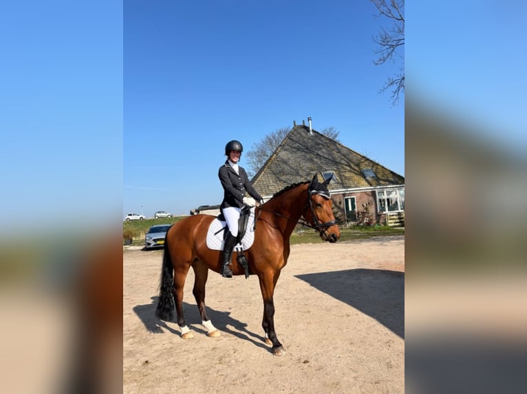 KWPN Ruin 5 Jaar 171 cm Bruin in Starnmeer