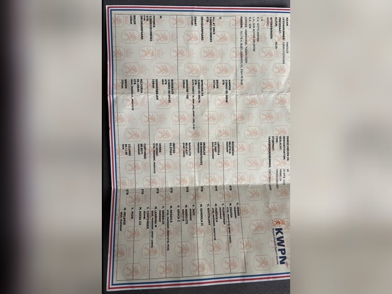 KWPN Ruin 5 Jaar 171 cm Bruin in Starnmeer