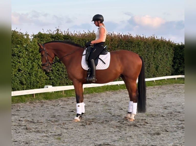 KWPN Ruin 5 Jaar 171 cm Bruin in Starnmeer