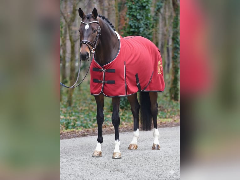 KWPN Ruin 5 Jaar 171 cm Donkerbruin in Grieselstein