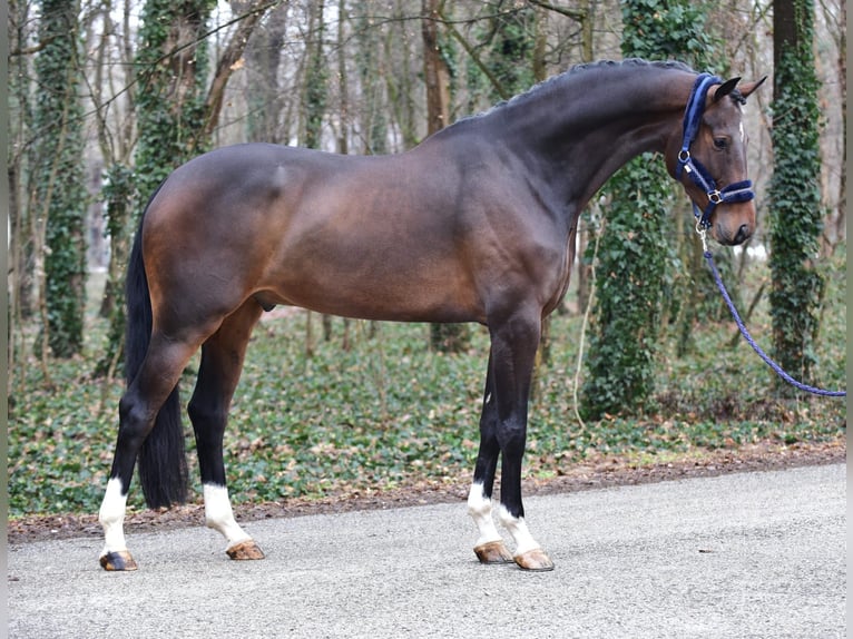 KWPN Ruin 5 Jaar 171 cm Donkerbruin in Grieselstein