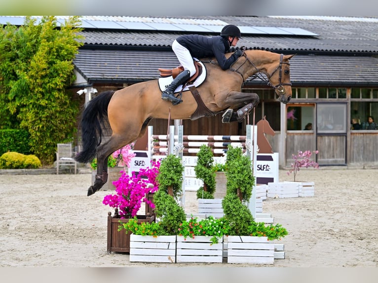 KWPN Ruin 5 Jaar 172 cm Donkerbruin in Bladel