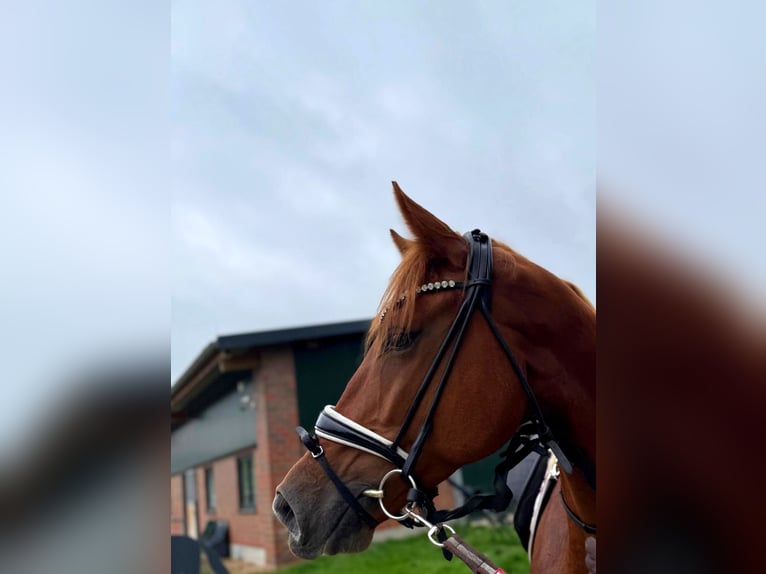 KWPN Ruin 5 Jaar 172 cm Vos in Neuss