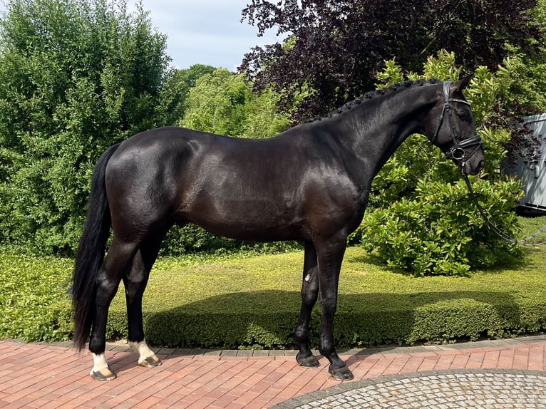 KWPN Ruin 5 Jaar 172 cm Zwart in Ochtrup