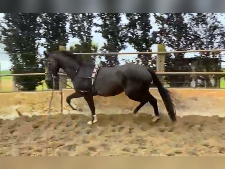 KWPN Ruin 5 Jaar 172 cm Zwartbruin in Beuningen Gld