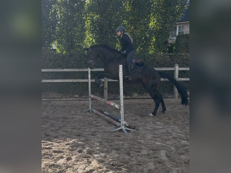 KWPN Ruin 5 Jaar 172 cm Zwartbruin in Bocholt