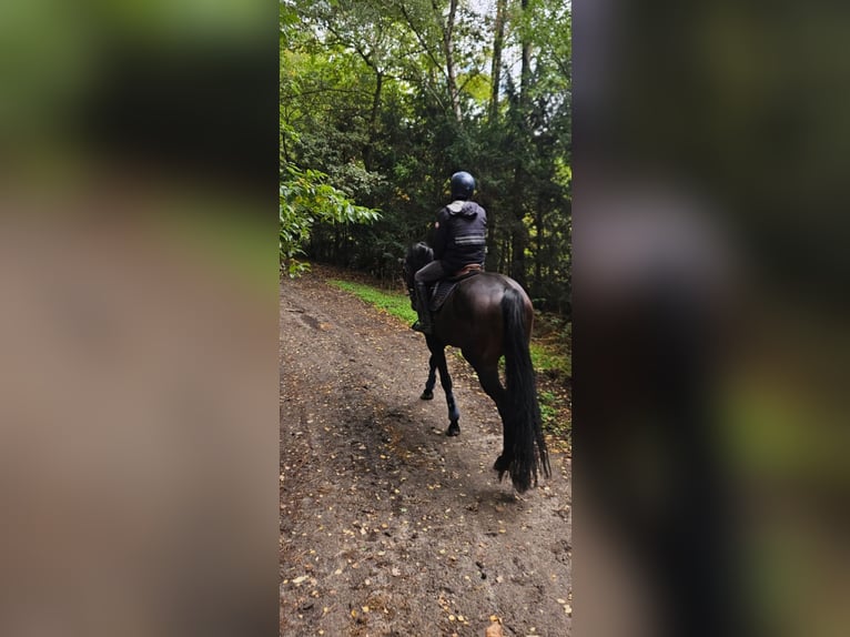 KWPN Ruin 5 Jaar 172 cm Zwartbruin in Bocholt