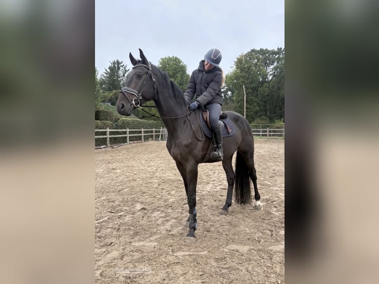 KWPN Ruin 5 Jaar 172 cm Zwartbruin in Bocholt