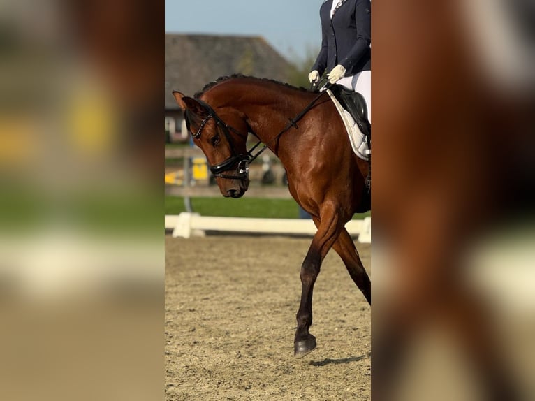 KWPN Ruin 5 Jaar 173 cm Bruin in Ammerzoden