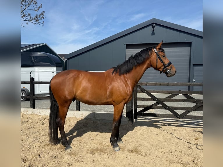 KWPN Ruin 5 Jaar 173 cm Bruin in Ammerzoden