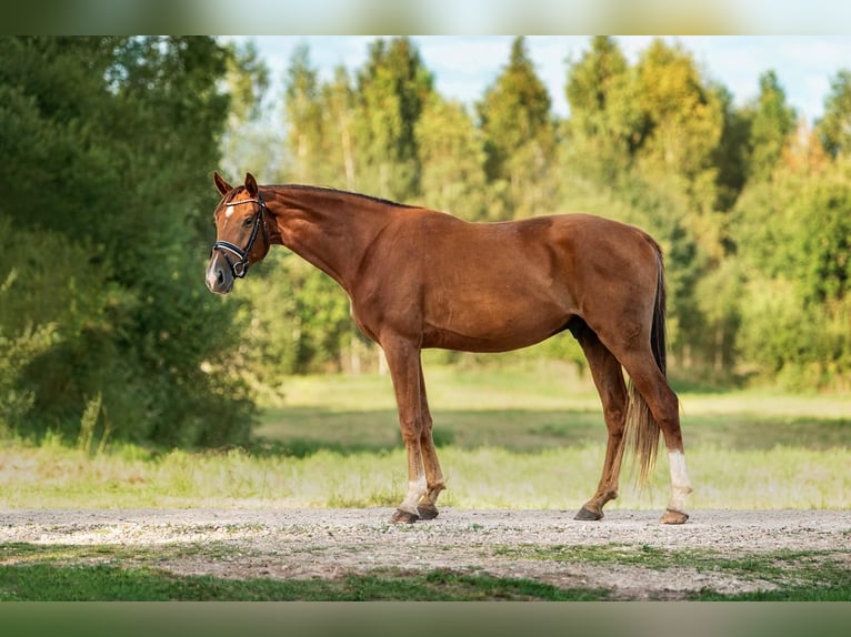 KWPN Ruin 5 Jaar 173 cm Donkere-vos in Riga